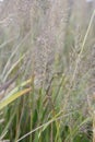 Diamond grass, Calamagrostis brachytricha, plumes with seeds